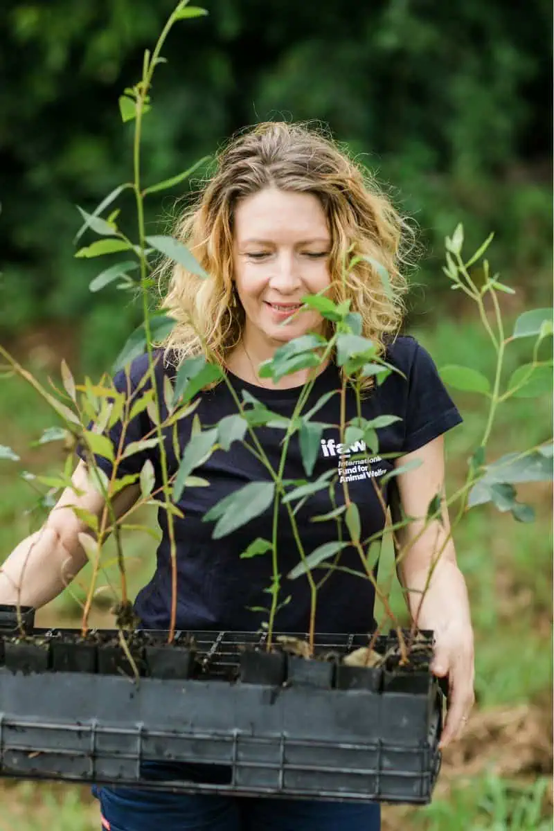 Woman carrying a tray of seedlings